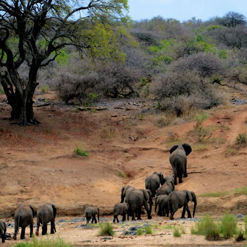 4 Day Kruger Adventure