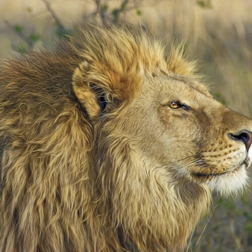 5 Day Kruger – Accommodated Adventure