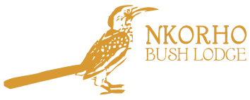 Nkorho Bush Lodge